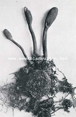 Onbekend, 1929, Onbekend, TRUFFELS. 3. KNOTSZWAMMEN, PARASITEEREND OP EEN HERTENTRUFFEL. NAT. GR.