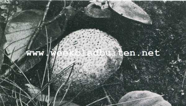 Onbekend, 1929, Onbekend, TRUFFELS. 5. AARDAPPELBOVIST.NAT.GR.