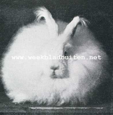 Onbekend, 1929, Onbekend, Het Angora konijn en zijn beteekenis voor de wol-industrie. Angora voedster uit den stal van den heer Tissot van Patot te Soest. Met een mooie volle beharing