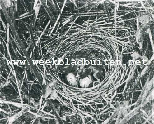 In 't moeras. Rietgorzen. 2. Jonge rietgorzen in het nest. Het groote jong was reeds een dag oud, terwijl de kleinste juist enkele minuten uit het ei is