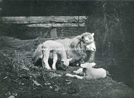 Onbekend, 1929, Onbekend, Schaap met lammeren. Foto, in den fotowedstrijd door 