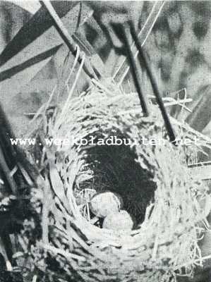 In 't moeras. Van geelgorzen en een kleine karekiet. Nestje van een kleinen karekiet. Het nest werd sterk voorovergebogen , om eieren en binnen bekleeding te toonen