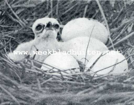 Onbekend, 1929, Onbekend, Zwerftochten door de wildernissen van Giethoorn. Zwerftochten om Giethoorn. Nest van een bruinen kiekendief. 't Achterste ei is aangepikt