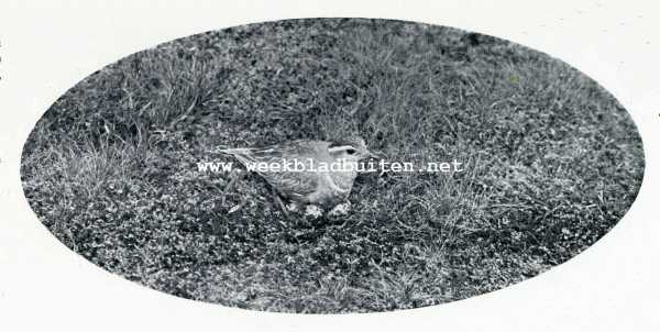 Onbekend, 1929, Onbekend, Plevieren en plevieren. Mornielplevier op haar nest