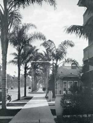 Amerika, 1929, San Diego, Californische plantengroei. Six-Street te San Diego, aan weerszijden met palmen (Cocos Plumosa) beplant