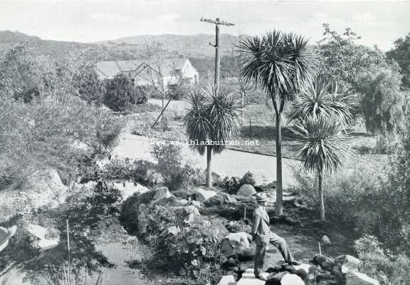 Amerika, 1929, Los Angeles, Californische plantengroei. De Botanische Tuin te Los Angeles