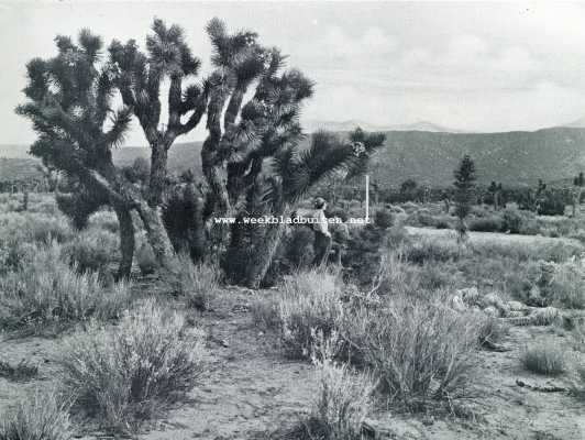 Californische plantengroei. Josuaboomenin de Mojave-woestijn