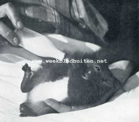 Onbekend, 1929, Onbekend, Het grootbrengen van een jong eekhoorntje. Goede diensten bewijst de zuigfles