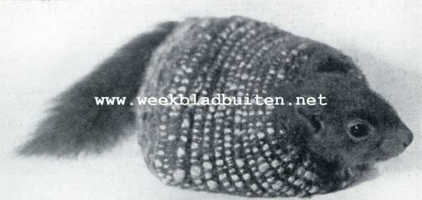 Onbekend, 1929, Onbekend, Het grootbrengen van een jong eekhoorntje. Warm ingepakt