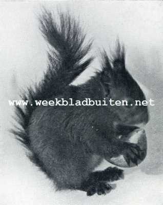 Onbekend, 1929, Onbekend, Het grootbrengen van een jong eekhoorntje. Het proeft wittebrood
