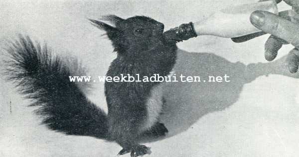 Onbekend, 1929, Onbekend, Het grootbrengen van een jong eekhoorntje. Ons flesschekind