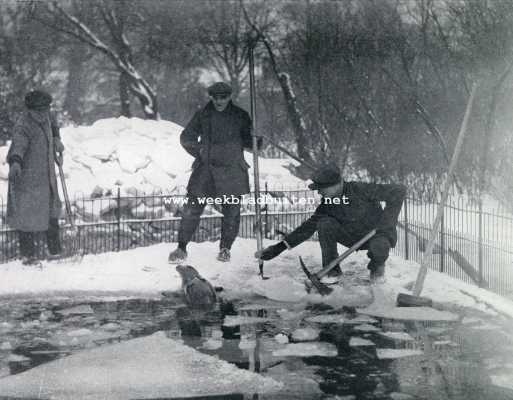 Noord-Holland, 1929, Amsterdam, Artis in de sneeuw. De vischotter in een bijt, met moeite gehakt