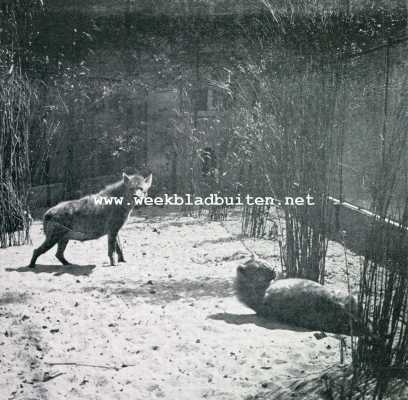 Noord-Holland, 1929, Amsterdam, Artis in de sneeuw. Hyena's in Artis