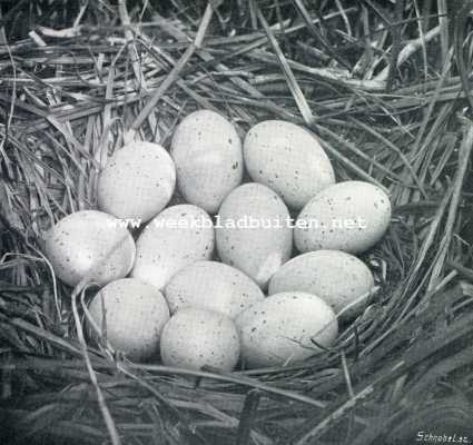 Onbekend, 1929, Onbekend, Nest met eieren van de meerkoet