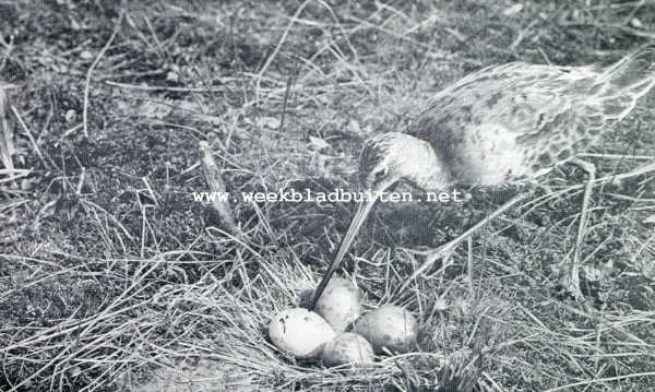 Onbekend, 1929, Onbekend, Grutto bij zijn nest met eieren