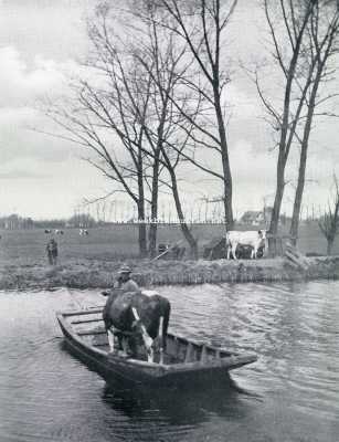 De eerste tocht naar de weide