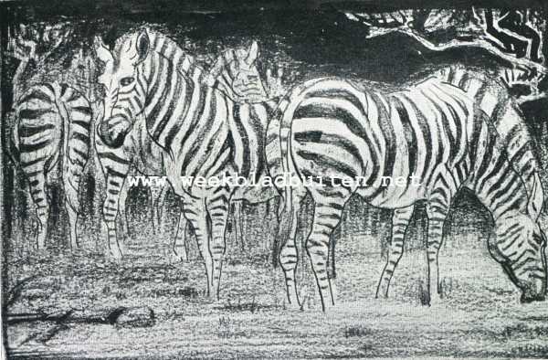 Onbekend, 1929, Onbekend, Zebra's