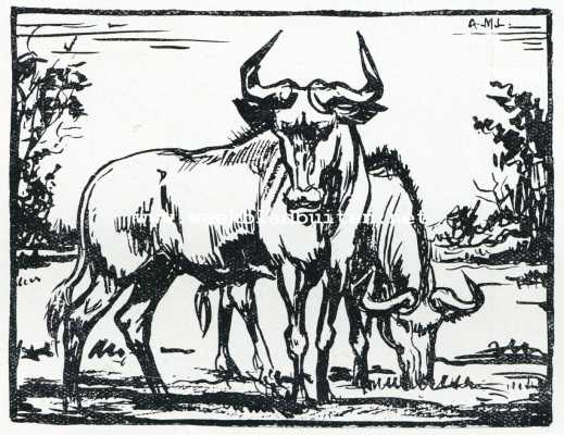 Onbekend, 1929, Onbekend, Wildebeesten