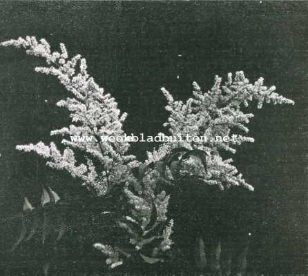 Onbekend, 1929, Onbekend, Mijn eigen tuin. Sorbaria Lind Leyana, een zomerbloeiende spiraea-achtige heester