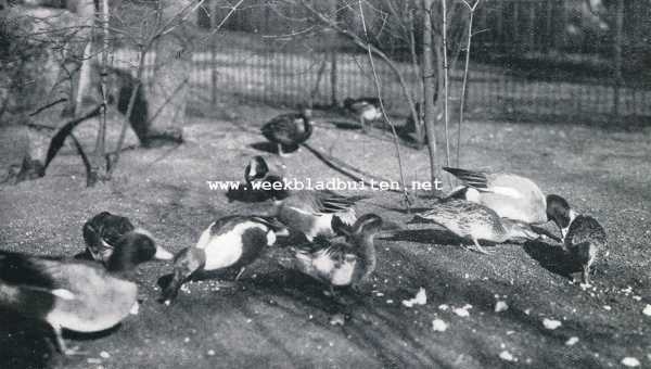 Onbekend, 1929, Onbekend, Wilde eenden. Smient, slobeend, pijlstaart, zomertaling