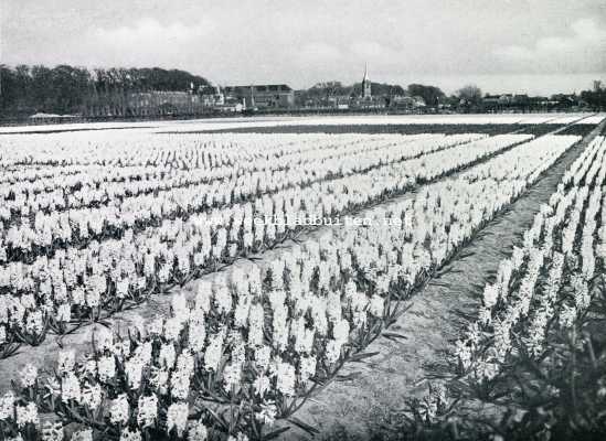 Zuid-Holland, 1929, Hillegom, Hillegom. Veld met witte hyacinten: daarachter het dorp met de Hervormde Kerk