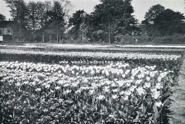 Zuid-Holland, 1929, Hillegom, Hillegom. Kostbare tulpencollectie