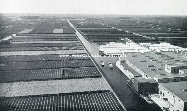 Zuid-Holland, 1929, Hillegom, Hillegom. Deze foto geeft een uitstekend beeld van den geometrischen aanleg der bollenvelden, en werd, om zulks te sterker te doen uitkomen, genomen, vr het uitkomen der bloemen