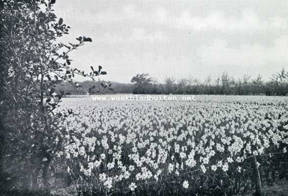 Zuid-Holland, 1929, Hillegom, Hillegom. Veld met bloeiende narcissen