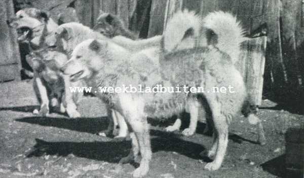 Onbekend, 1929, Onbekend, Eskimo-honden. Eskimo-honden