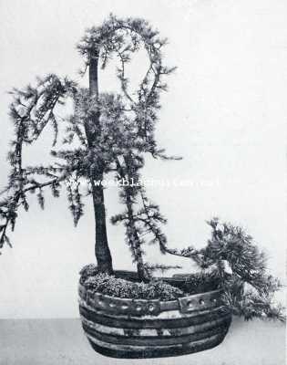 Onbekend, 1929, Onbekend, Japansche dwergboompjes. Een grillige verschijning