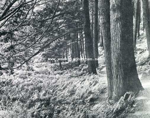 Amerika, 1929, Onbekend, Amerika's Wonderpark, het Arnold Arboretum. Het oude Tsuga Canadensisbosch, thans Hemloch Hill