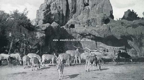 Duitsland, 1929, Stellingen, Het landschap bij Hagenbeck. Zebra's en antilopen te Stellingen
