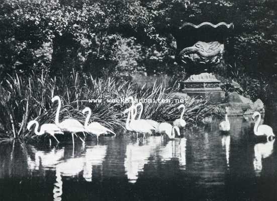 Duitsland, 1929, Stellingen, Het landschap bij Hagenbeck. Flamingo's te Stellingen