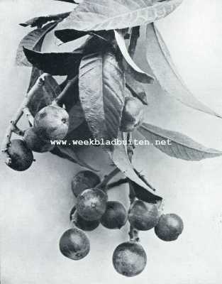 Onbekend, 1929, Onbekend, Over enkele vruchten der Cte d'Azur. Nfles du Japon