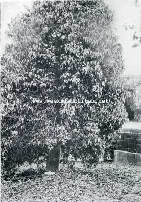 Amerika, 1929, Pasadena, Victoriana Bottle Tree, Pasadena California