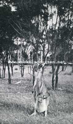 Onbekend, 1929, Onbekend, De kangoeroe. Bennet's kangoeroe. (Macropus Benetti) met jong in buidel
