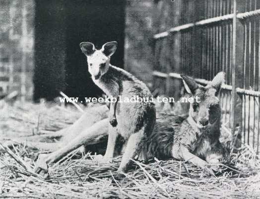 Onbekend, 1929, Onbekend, De kangoeroe. Reuzenkangoeroe. Wijfje met jongen