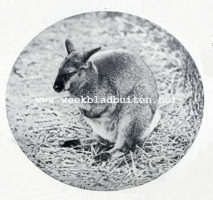 Onbekend, 1929, Onbekend, De kangoeroe. Rotskangoeroe. (Macropus Robustus)