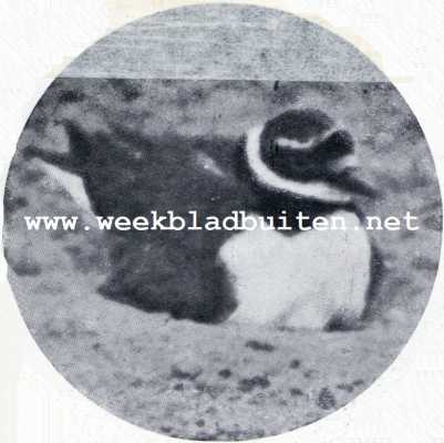 Onbekend, 1930, Onbekend, Een zeldzame broedvogel. De eerste Nederlandsche fot van het broedend pleviertje