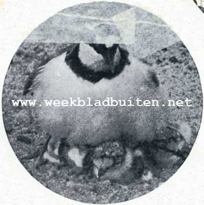 Onbekend, 1930, Onbekend, Een zeldzame broedvogel. De oude vogel breidt zijn borstveeren beschermend uit over het hulpelooze kroost