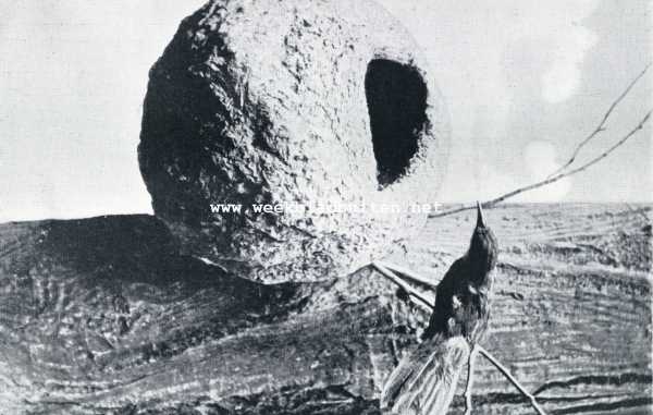Onbekend, 1930, Onbekend, Braziliaansche boomklever met nest