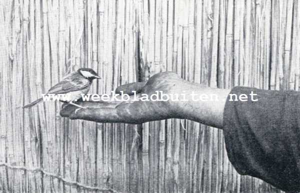 Onbekend, 1930, Onbekend, Meezen-vertrouwen. Een volkomen in de vrije natuur levende koolmees pikt apenootjes uit de hand
