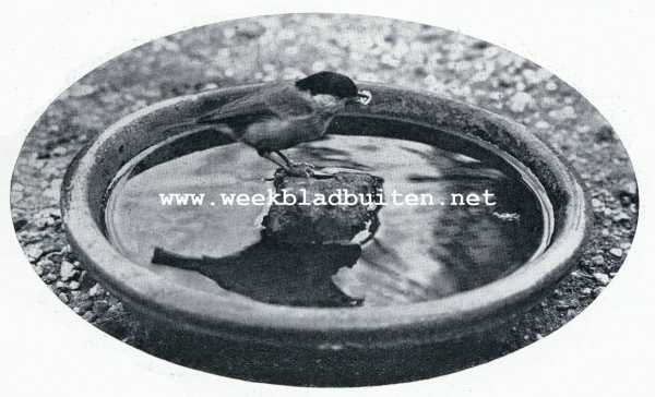 Onbekend, 1930, Onbekend, Meezen-vertrouwen. De zwartkopmees haalt een zonnepit van een steen, die in een schotel met water gelegd was