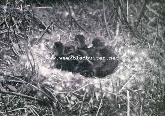 Wilde eend. Nest met jonge wilde eendjes