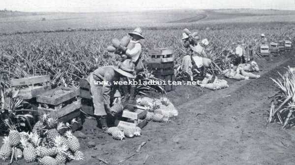 Amerika, 1930, Lanai, Lanai, het Ananas-eiland. De oogst van de goudgele vruchten