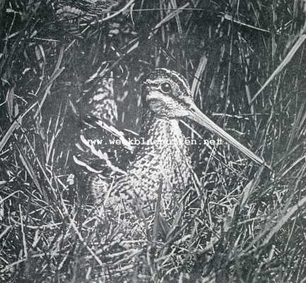 Onbekend, 1930, Onbekend, Kievit bij het nest