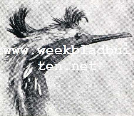 Wonderlijke vogelkapsels. Duiker of Kormoran