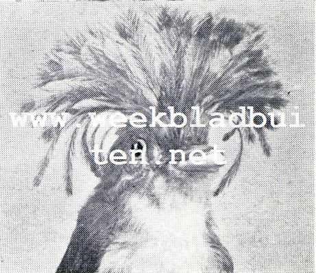 Wonderlijke vogelkapsels. Kronentyran