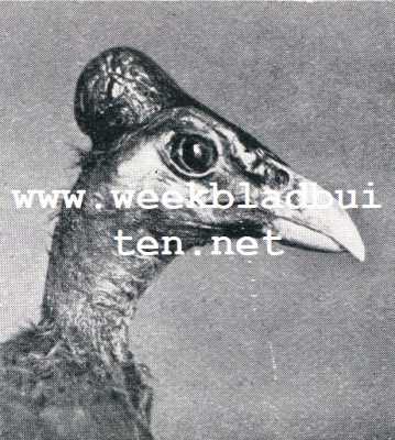 Wonderlijke vogelkapsels. Hamervogel