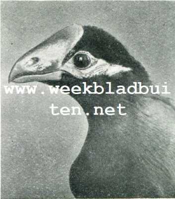 Wonderlijke vogelkapsels. Bananeneter